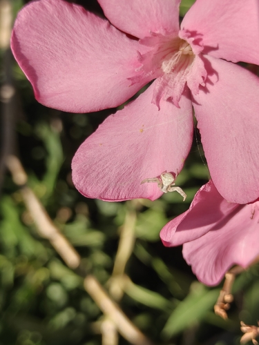 Heather crab spider