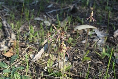 Caladenia barbarossa