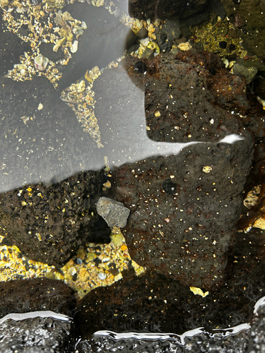 Neritina neglecta observed 2026-08-29