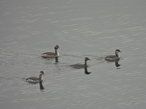Horned Grebe