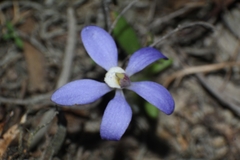 Cyanicula gemmata
