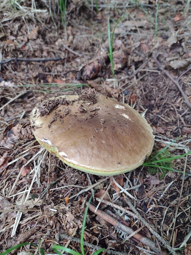 King Bolete