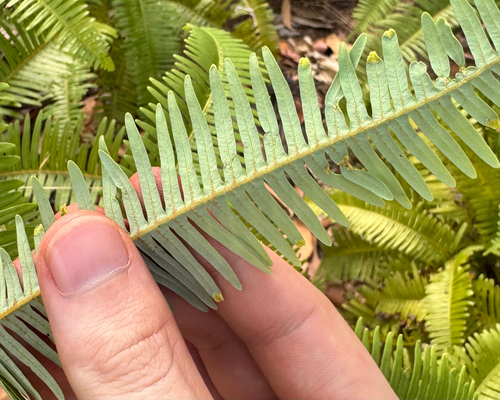 Dicranopteris linearis, photograph 4