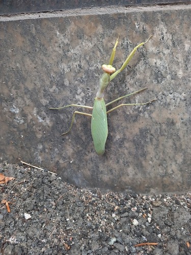 Transcaucasian Giant Mantis
