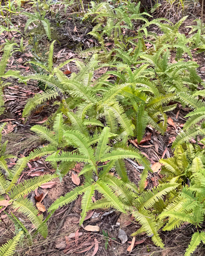 Dicranopteris linearis, photograph 5