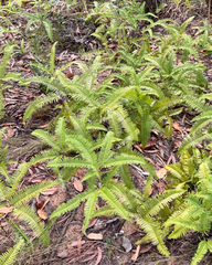 (c) yatesy, some rights reserved (CC BY) Dicranopteris linearis, photograph (c) yatesy, some rights reserved (CC BY)