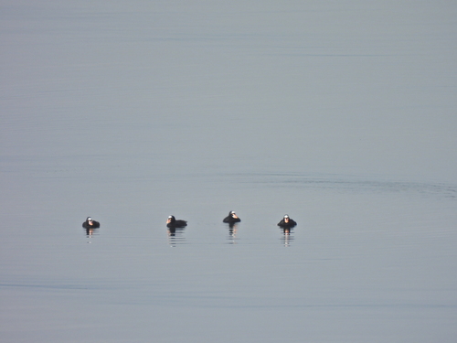 Surf Scoter