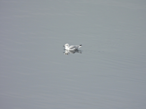 Bonaparte's Gull