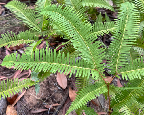 Dicranopteris linearis, photograph 3