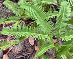 (c) yatesy, some rights reserved (CC BY) Dicranopteris linearis, photograph (c) yatesy, some rights reserved (CC BY)