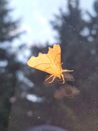 September Thorn