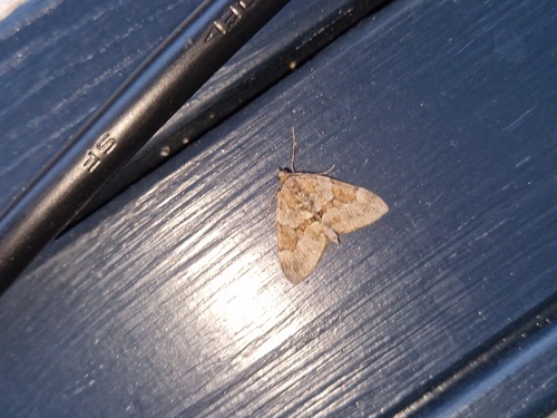 Grey Pine Carpet