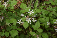Rubus ursinus macropetalus