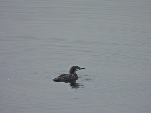 Common Loon