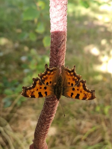 European Comma