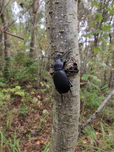 Leather Beetle