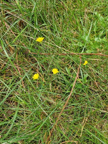 Smooth hawksbeard