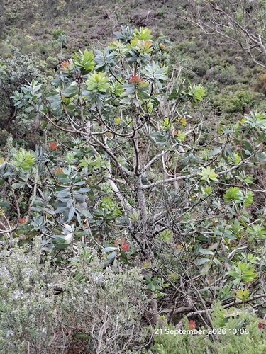 Protea nitida, photograph 3