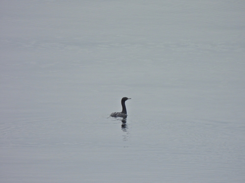Pelagic Cormorant