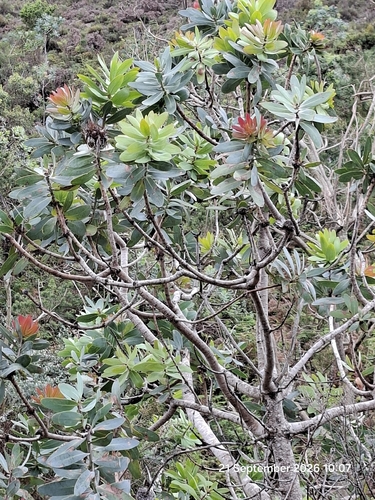 Protea nitida, photograph 4