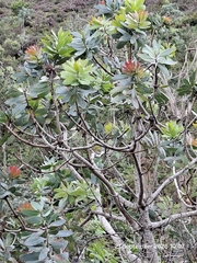 (c) William Keenan, some rights reserved (CC BY) Protea nitida, photograph (c) William Keenan, some rights reserved (CC BY)
