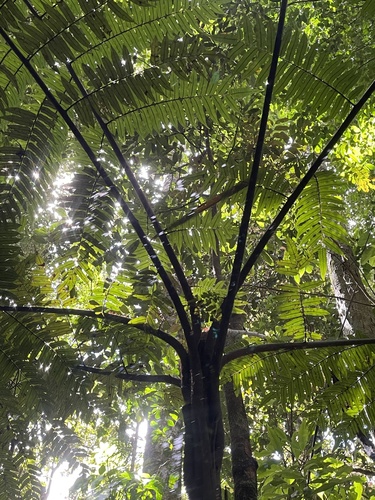 Gymnosphaera rebeccae observed 2026-09-22
