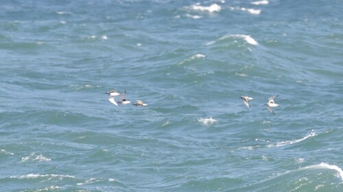 Black-bellied Plover