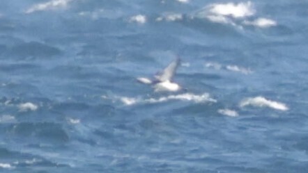 Arctic Loon