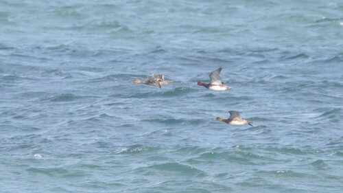 Northern Pintail
