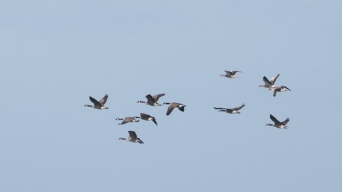 Canada Goose