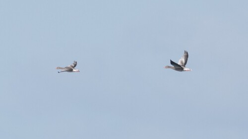 Greylag Goose