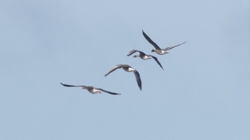 Pink-footed Goose