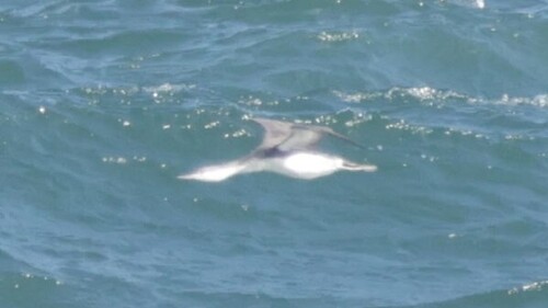 Red-throated Loon