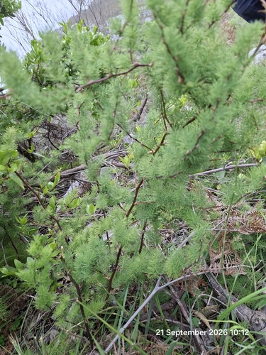 Asparagus rubicundus, photograph 2