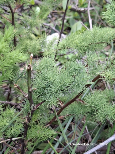 Asparagus rubicundus, photograph 3