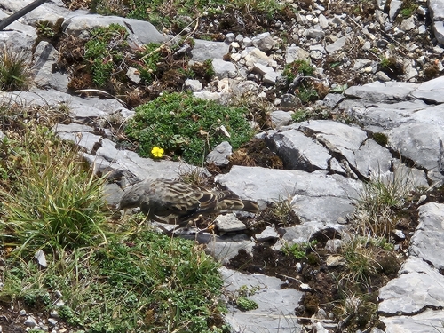 Alpine Accentor
