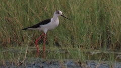 Himantopus himantopus