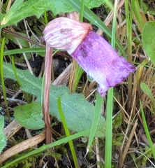 (c) mami_t_t, some rights reserved (CC BY) Aeginetia indica, photograph (c) mami_t_t, some rights reserved (CC BY)