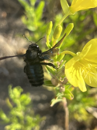 Violet Carpenter Bee