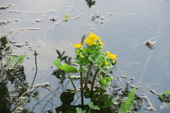 Caltha palustris