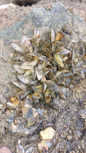 Zebra Mussel