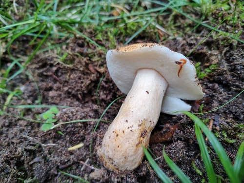 Gyroporus castaneus — (c) vuikaan, some rights reserved (CC BY)