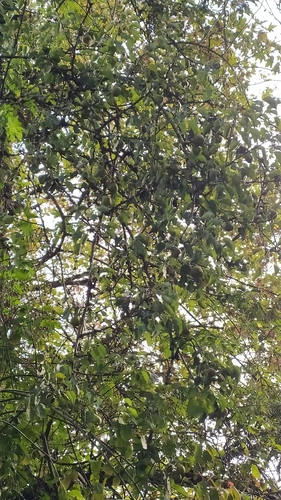 Common Pear