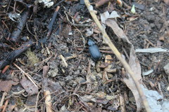 Coleoptera