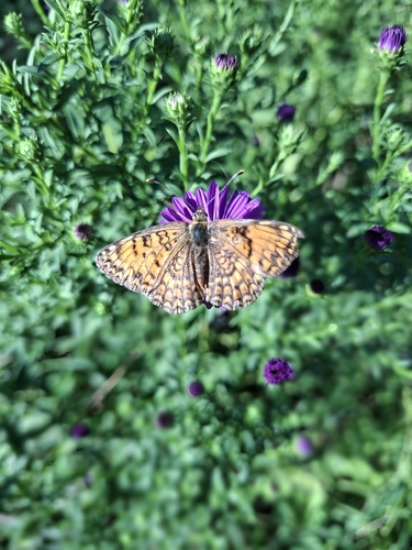 Knapweed Fritillary