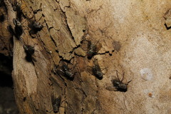 Phaonia mediterranea