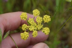 Lomatium dasycarpum