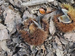 Castanea crenata, photograph (c) ITÔ, Hiroki, some rights reserved (CC BY)