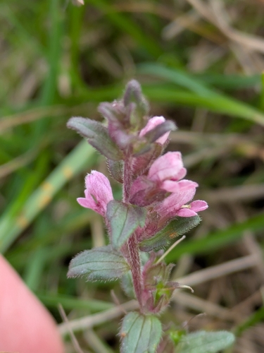Odontites vernus