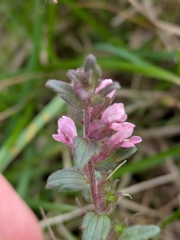 Odontites vernus